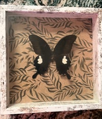Image 3 of Common Mormon Butterfly 