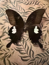 Image 4 of Common Mormon Butterfly 