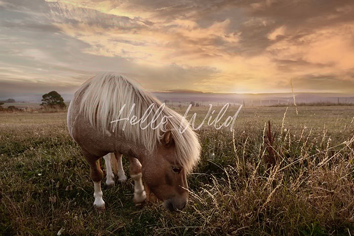 Image of Golden Hour Grazing