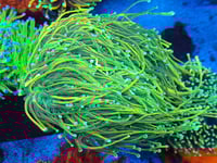 Image 1 of Masters Torch – Single Head 