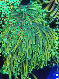 Image 2 of Masters Torch – Single Head 