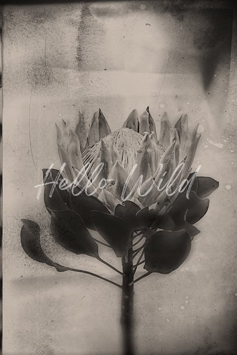 Image of Wet Plate Fine Art Print King Protea 3