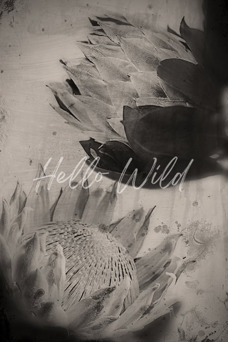 Image of Wet Plate Fine Art Print King Protea 2