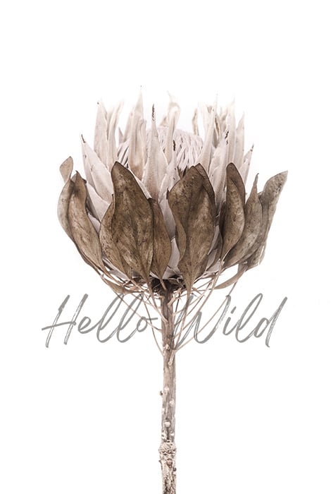 Image of Dried King Protea 