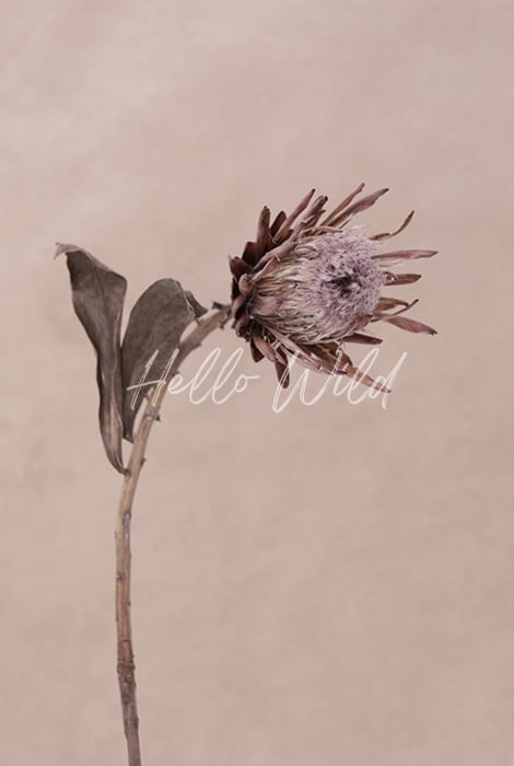 Image of Dried Protea 1