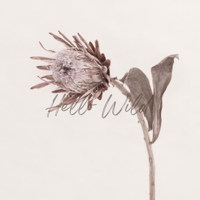 Image of Dried Protea boho neutral style. 