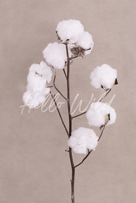 Image of Cotton Flower_1
