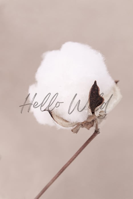 Image of Cotton Flower 2