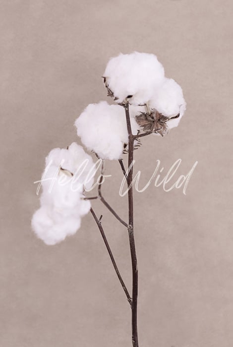 Image of Cotton Flower 4