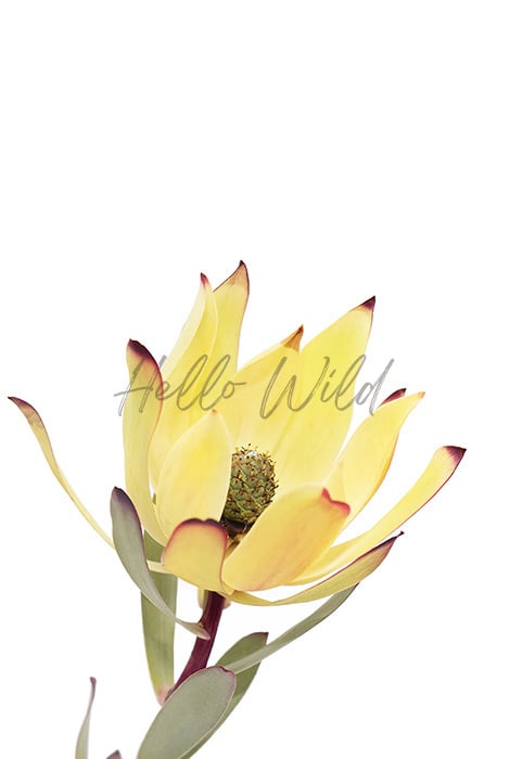 Image of Yellow Leucadendron_1