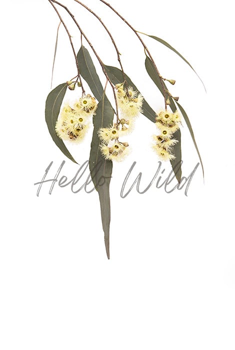 Image of Yellow Box Eucalypt_1 