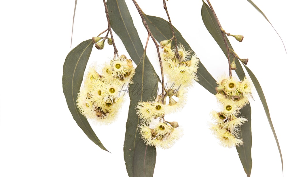 Image of Yellow Box Eucalypt_1 