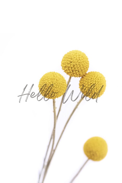 Image of Billy Buttons set 