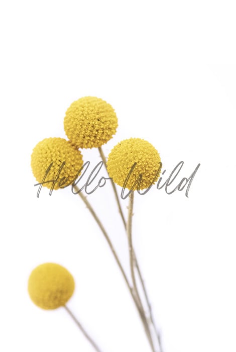 Image of Billy Buttons set 