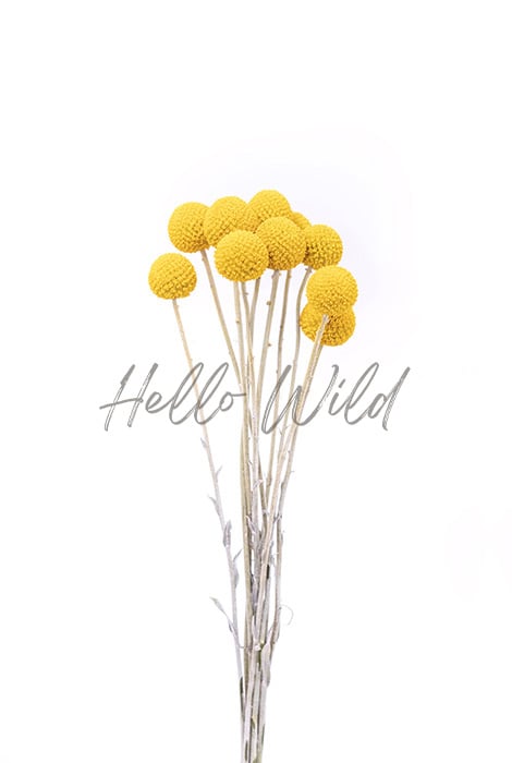 Image of Billy Buttons #4