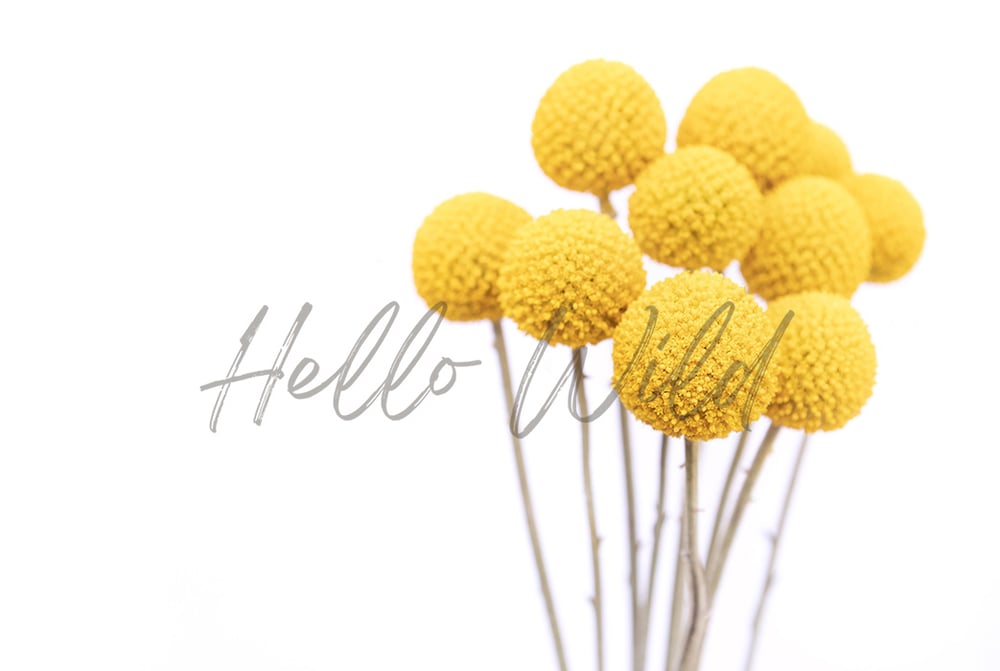 Image of Billy Buttons #5
