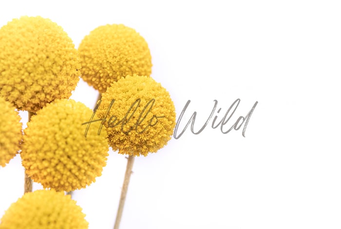 Image of Billy Buttons #6