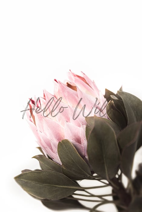 Image of King Protea Pink Anthesis