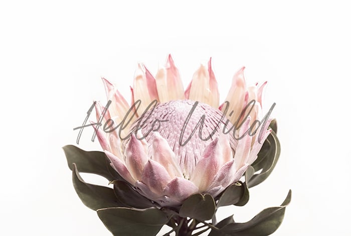 Image of King Protea Pink #4
