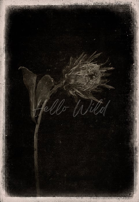 Image of Fine Art Protea Black and White 