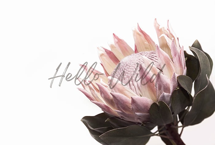 Image of King Protea Pink #5
