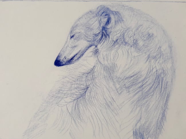 The Borzoi ~ Original drawing