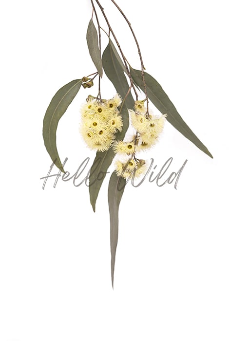 Image of Eucalypt Yellow #2 