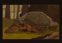 Wood turtle print