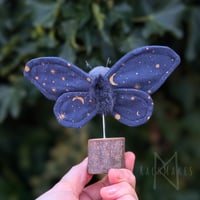Image 4 of Starry Goth Moth 