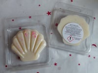 Seychelles Sea Shell Clam