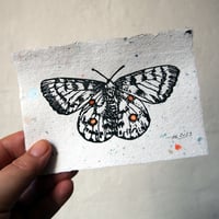 Image 2 of  Apollofalter / Linolschnitt
