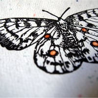 Image 3 of  Apollofalter / Linolschnitt
