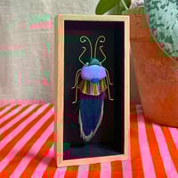 Image 1 of Boîte insecte S