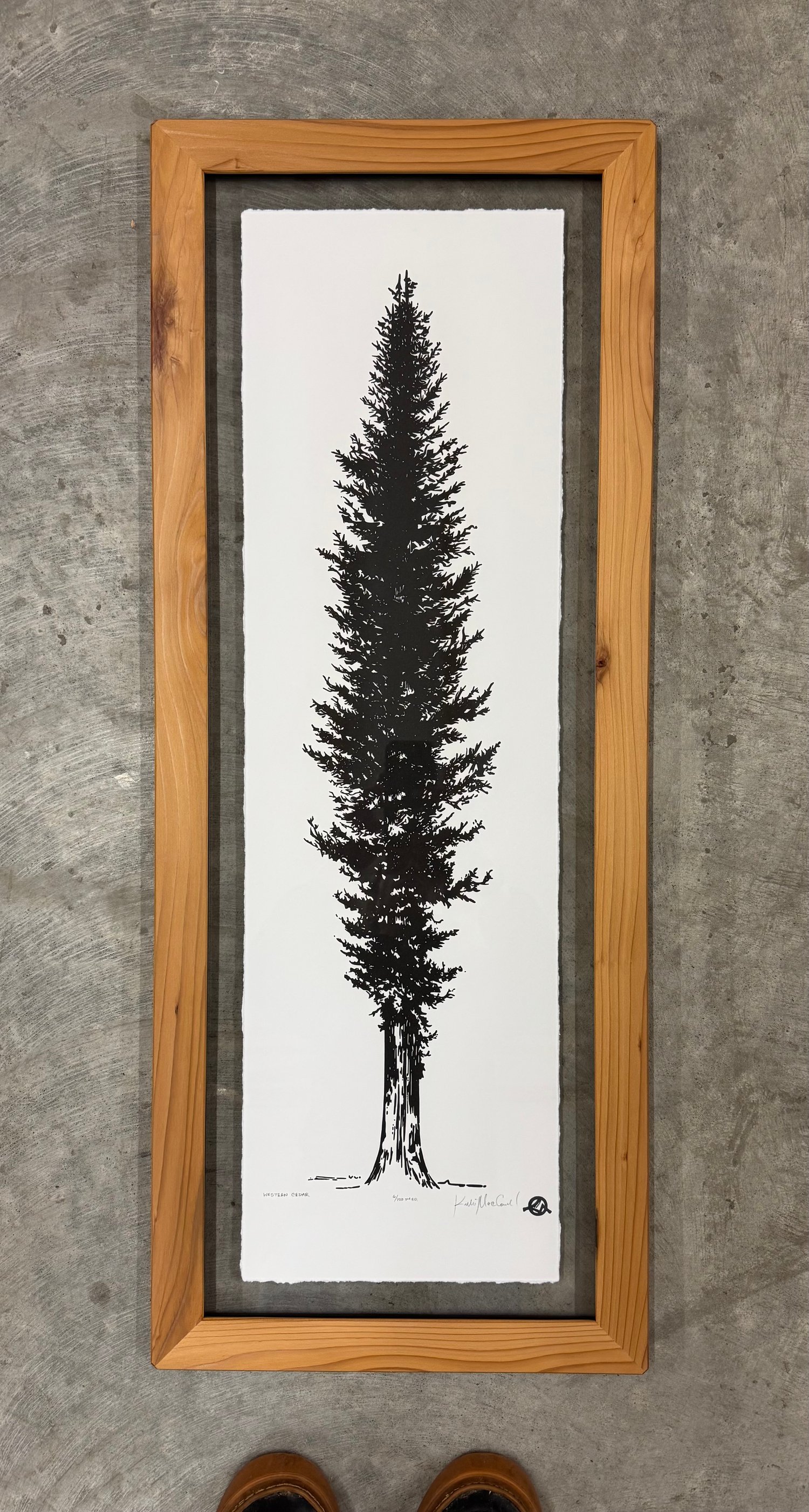 Medium Western Cedar