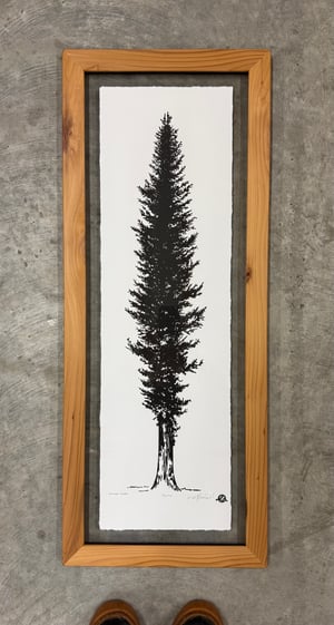 Medium Western Cedar