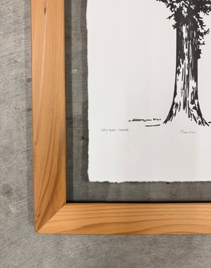 Medium Western Cedar