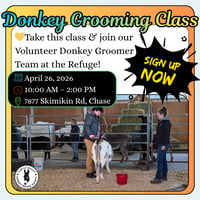 Donkey Grooming Basics Class