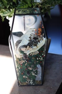 Image 1 of Coffin Terrarium 