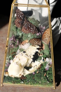 Image 3 of Dark Blue Tiger