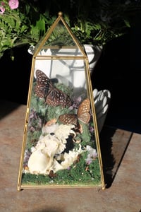 Image 4 of Dark Blue Tiger