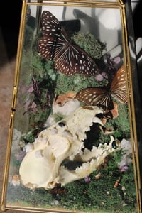 Image 5 of Dark Blue Tiger