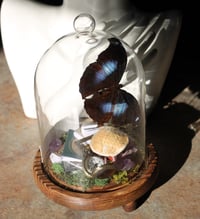 Image 2 of Blue Alice