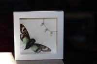 Image 2 of  𝕿𝖚𝖗𝖖𝖚𝖔𝖎𝖘𝖊 𝕮𝖎𝖈𝖆𝖉𝖆