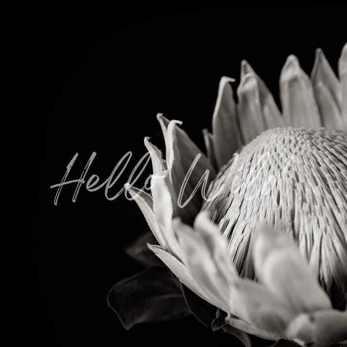 Image of Protea Square Black and White 