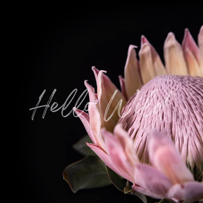 Image of Pink and Black Protea Square 