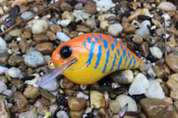 Image 6 of Custom Airbrushed S-CRANK 1.5 Squarebill Crankbait  8959