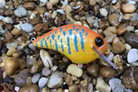 Image 8 of Custom Airbrushed S-CRANK 1.5 Squarebill Crankbait  8959