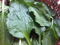 Image 4 of Plantain Herb Salve, 1 oz Tin, Organic Ingredients