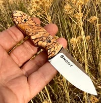 Image 1 of Compadre #001