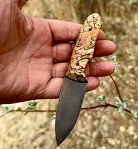 Image 4 of Compadre #001